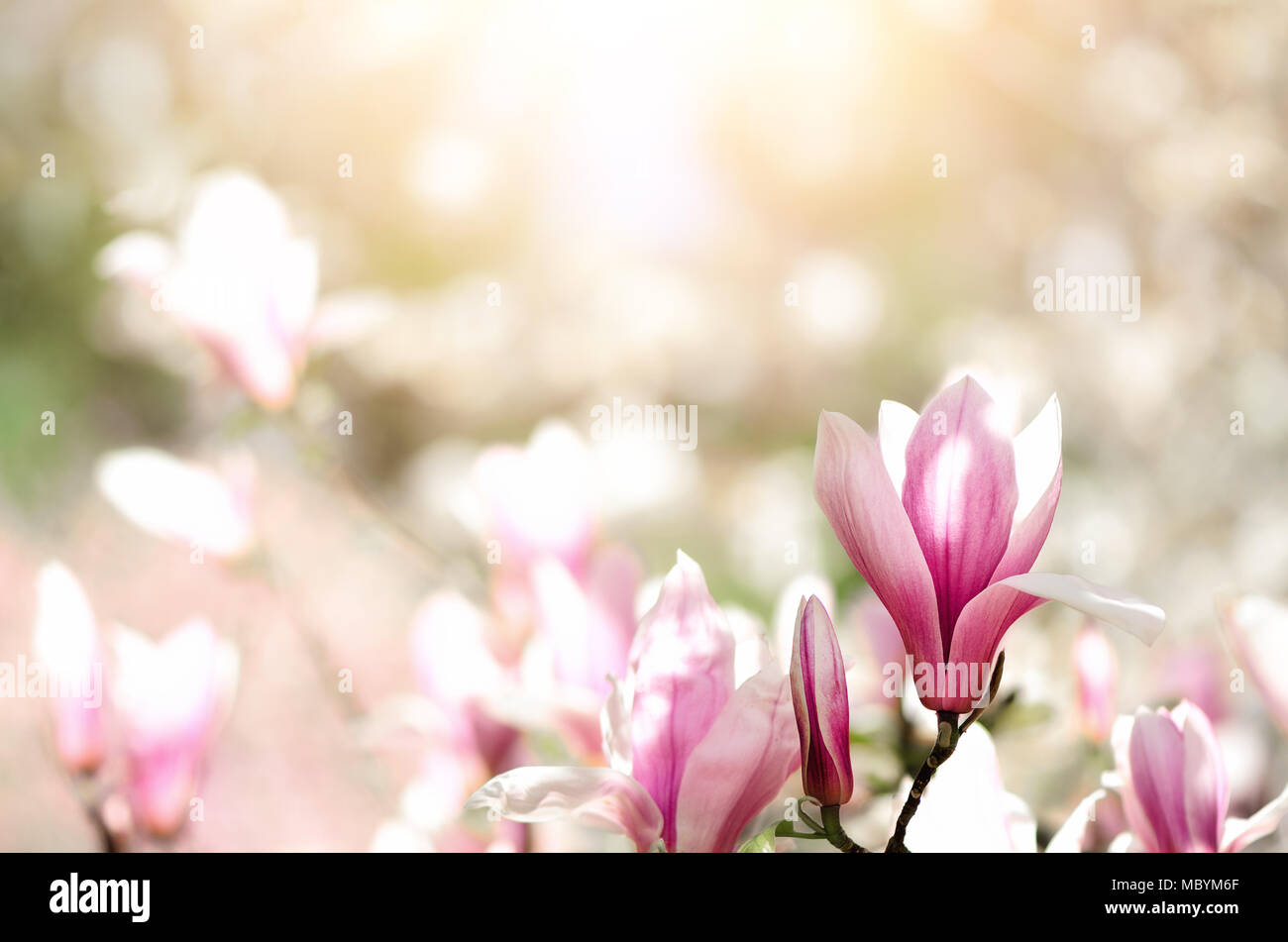 Blooming magnolia tree in the spring sun rays. Selective focus. Copy ...