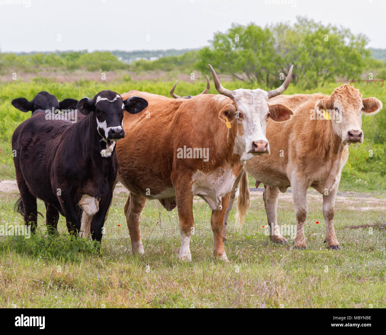 South Texas range cattle that have been crossed with Brahman cattle. Stock Photo