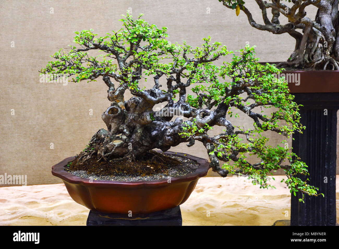 Elm ulmus parviflora tree, Bonsai Exhibition Pune Shivajinagar, Pune, Maharashtra, India Stock Photo