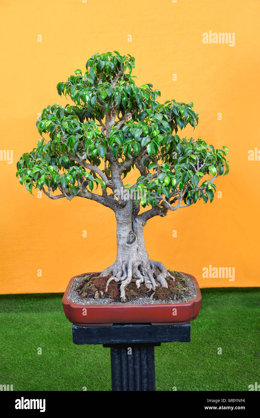 Ficus Retusa tree, Bonsai Exhibition Pune Shivajinagar, Pune, Maharashtra, India Stock Photo
