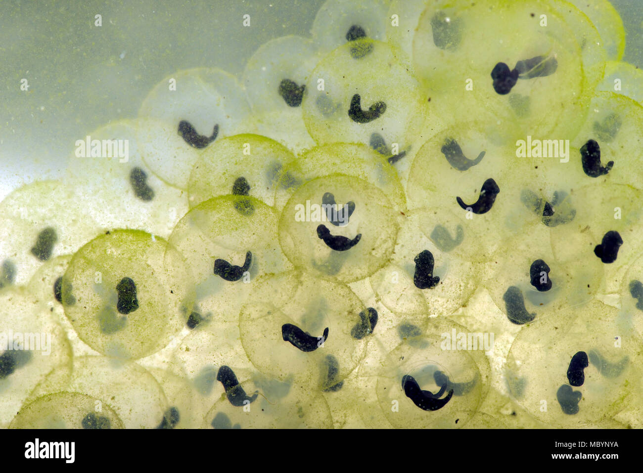 European common frog, Rana temporaria, frogspawn with developing tadpoles shaped like a "comma", April Stock Photo