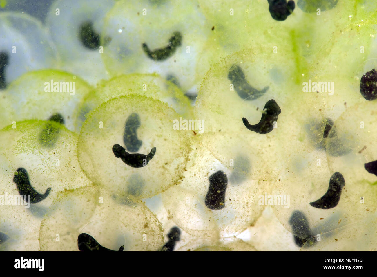 European common frog, Rana temporaria, frogspawn with developing tadpoles shaped like a "comma", April Stock Photo
