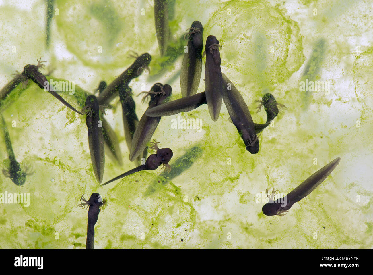 European common frog, Rana temporaria, frogspawn with hatched and hatching tadpoles, April Stock Photo