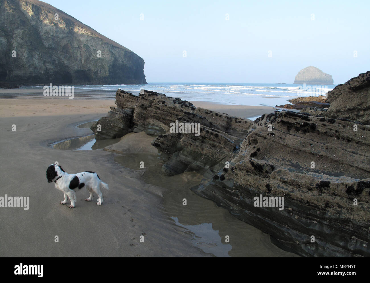 Working cocker spaniel dog standing on sand by barnacle cover rocks on Trebarwith Strand at low tide, North Cornwall Stock Photo