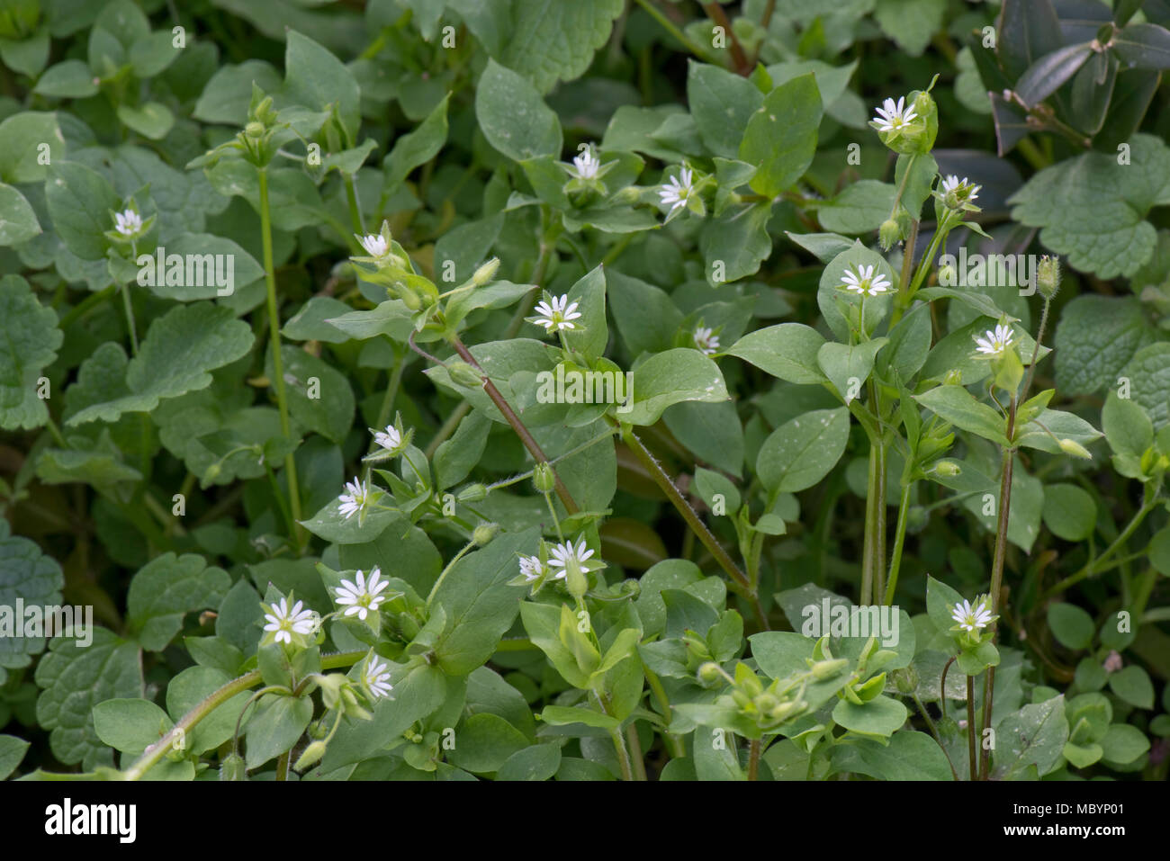 Chickweed, Stellaria media, flowering in early spring, an important weed of gardens and agricultural crops Stock Photo