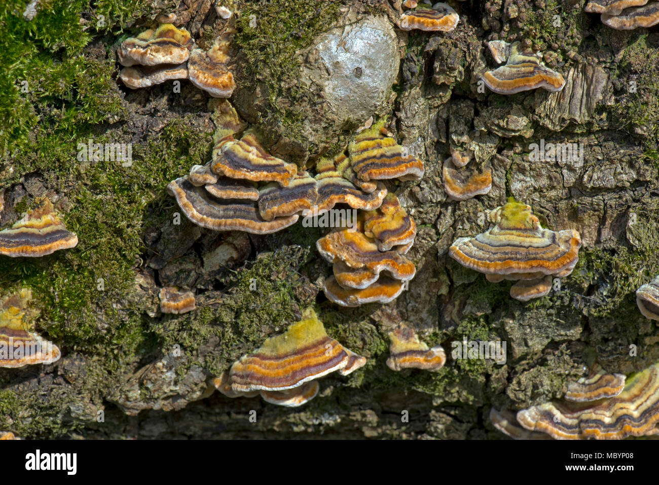 Concentric rings of colour on the caps of turkey tail, Trametes versicolor, fungus on dead oak wood, Berkshire, April Stock Photo