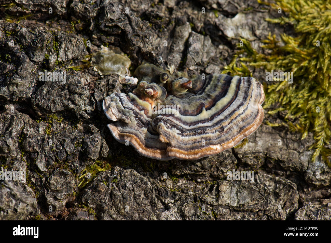 Concentric rings of colour on the caps of turkey tail, Trametes versicolor, fungus on dead oak wood, Berkshire, April Stock Photo