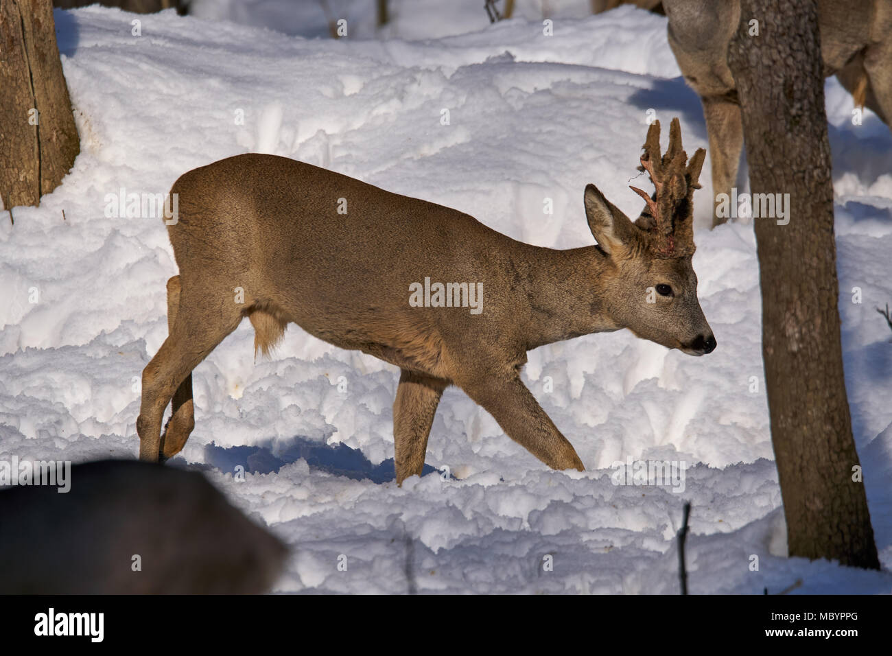 Roe deer (Capreolus capreolus) in the snow at the feeding spot in the ...