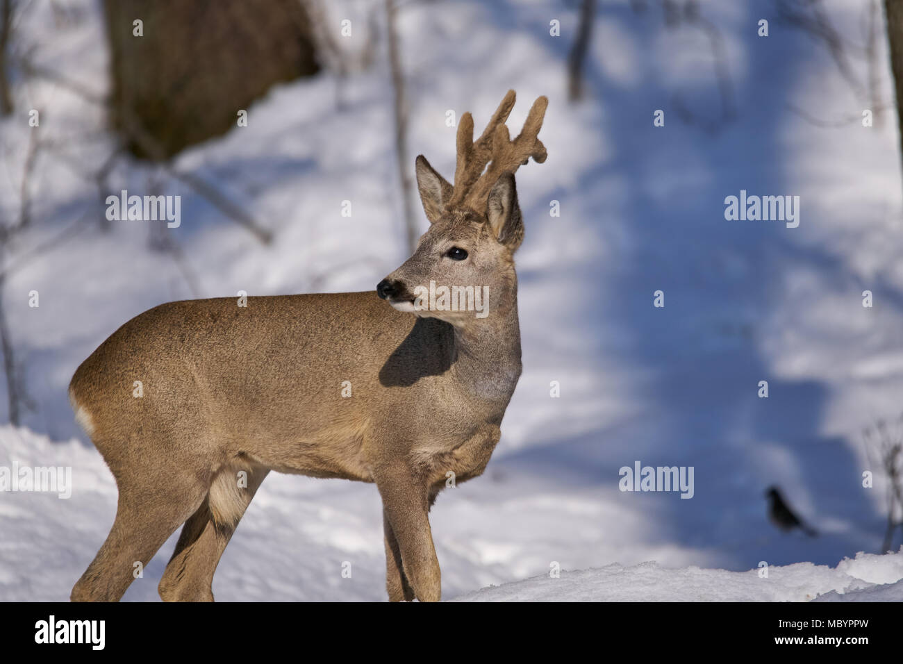 Roe deer (Capreolus capreolus) in the snow at the feeding spot in the ...