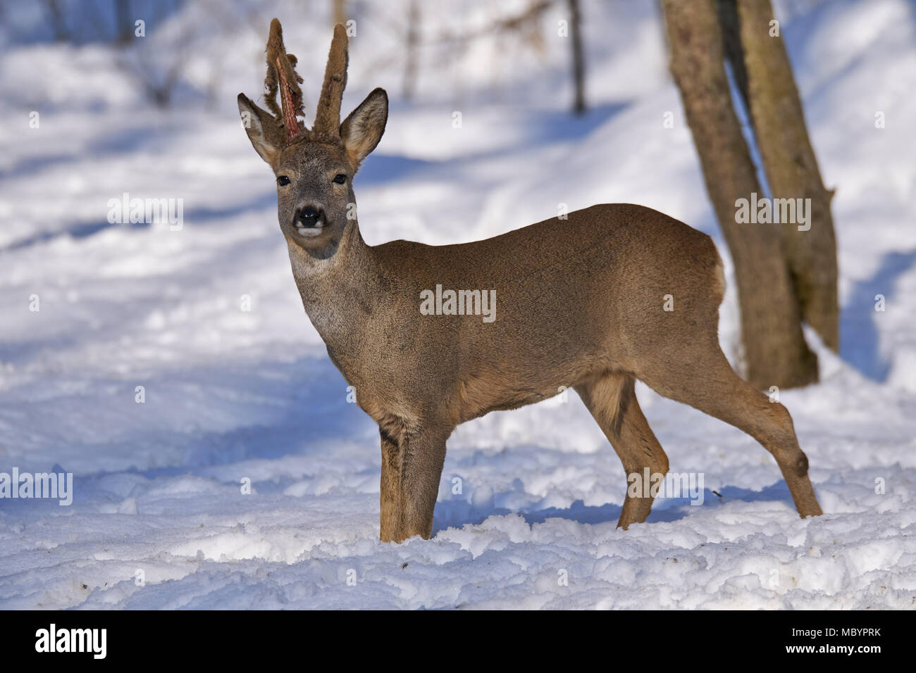 Roe deer (Capreolus capreolus) in the snow at the feeding spot in the ...
