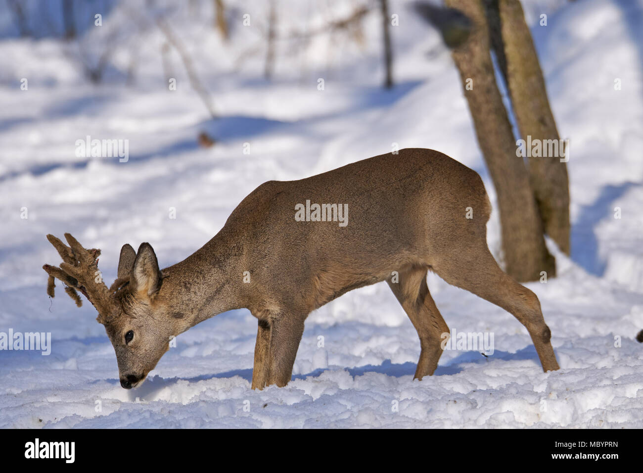 Roe deer (Capreolus capreolus) in the snow at the feeding spot in the ...
