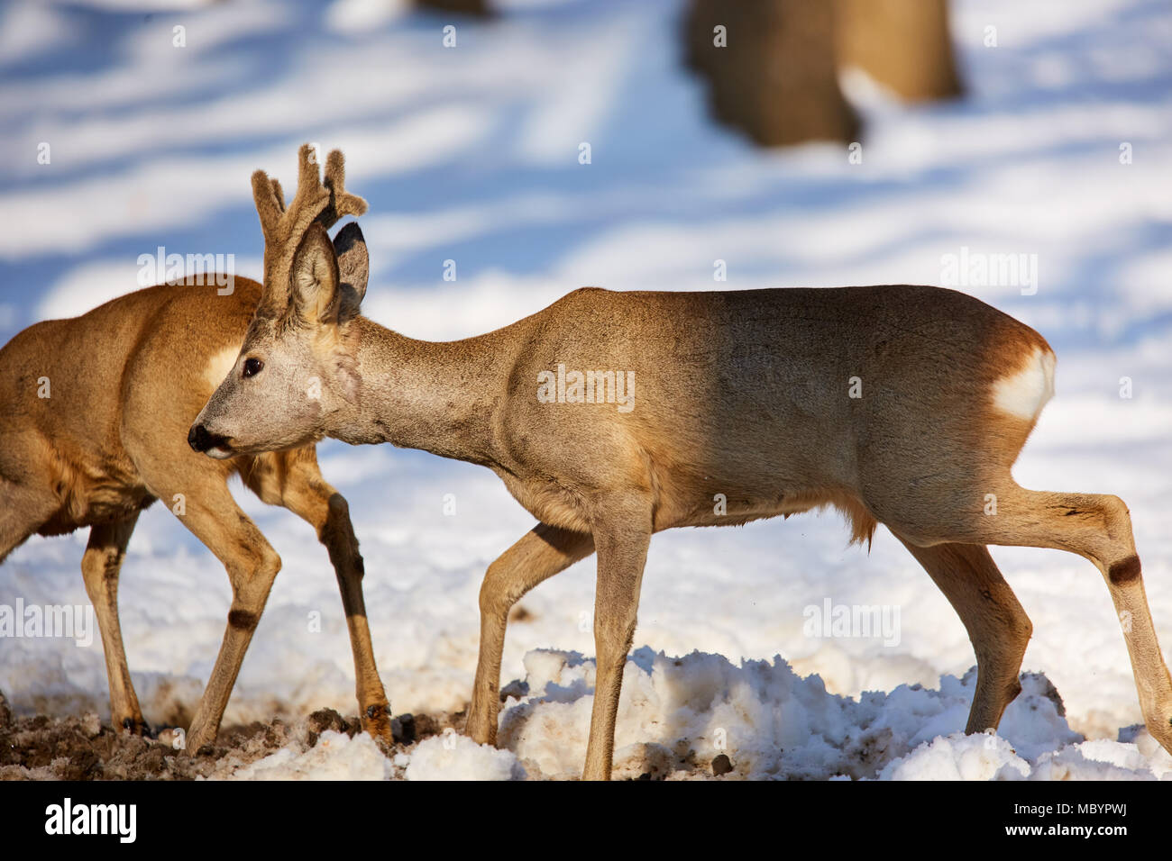 Roe deer (Capreolus capreolus) in the snow at the feeding spot in the ...
