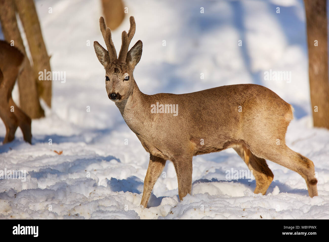 Roe deer (Capreolus capreolus) in the snow at the feeding spot in the ...