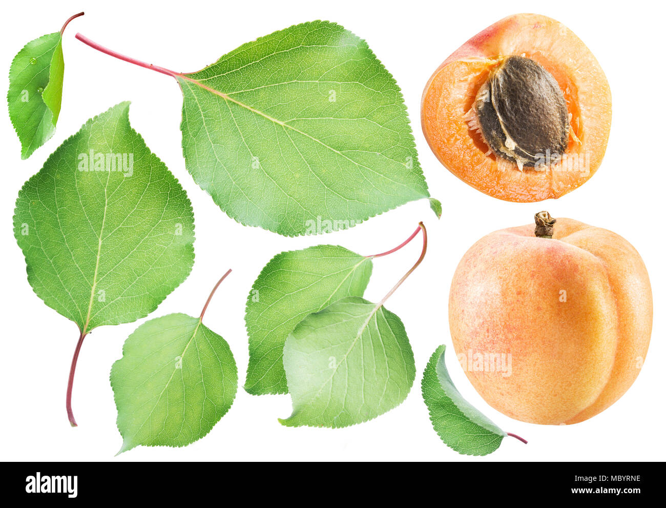 Set of apricot and apricot leaves on the white background Stock Photo Alamy