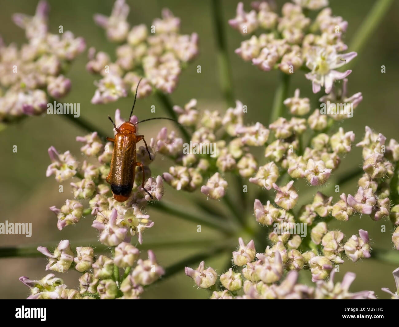 Poison Hemlock Stock Photos & Poison Hemlock Stock Images Alamy