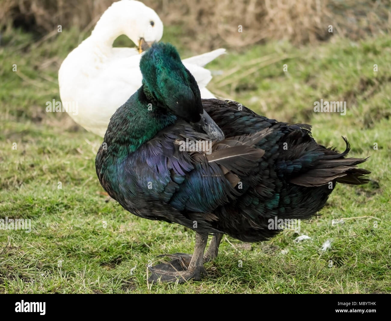 Ducks in their natural habitat Stock Photo