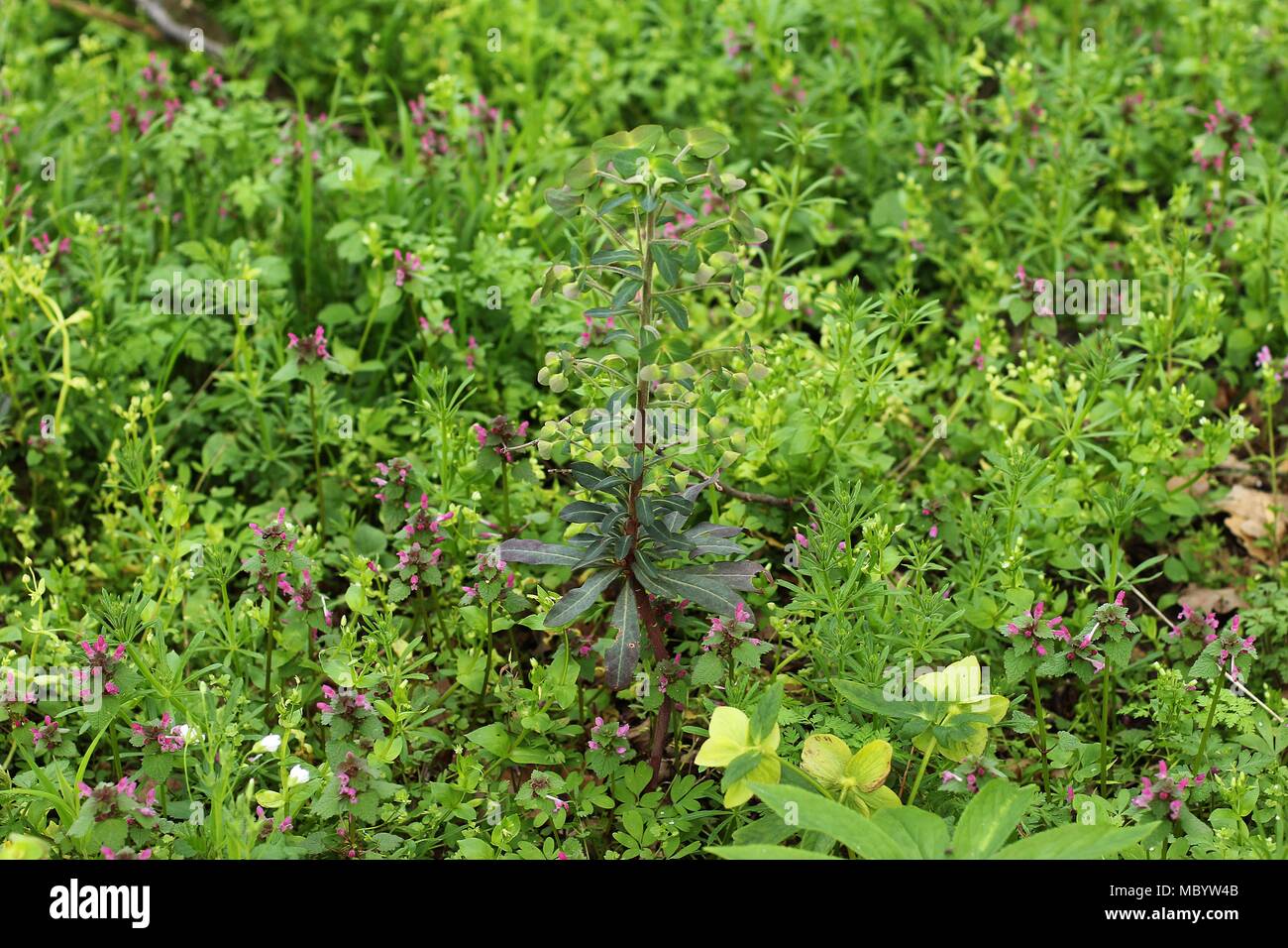 Temperate forest vegetation and ground cover in the spring with wood