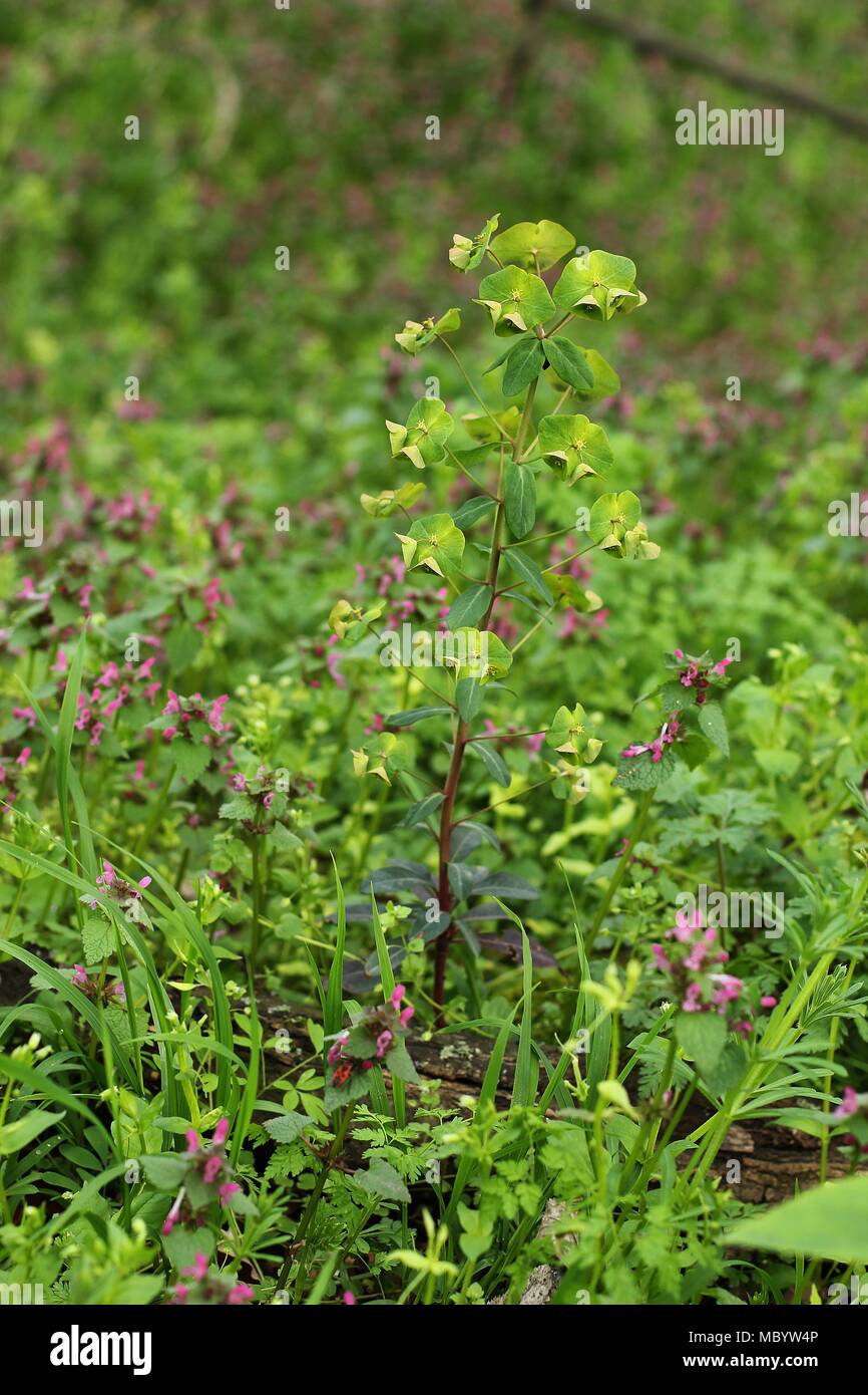 Temperate forest vegetation and ground cover in the spring with wood