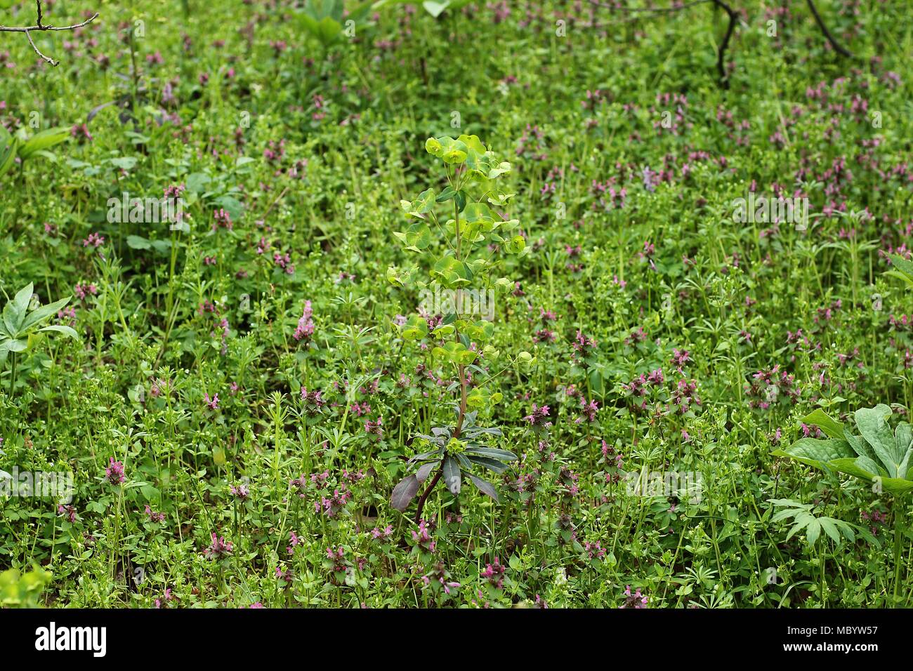 Temperate forest vegetation and ground cover in the spring with wood