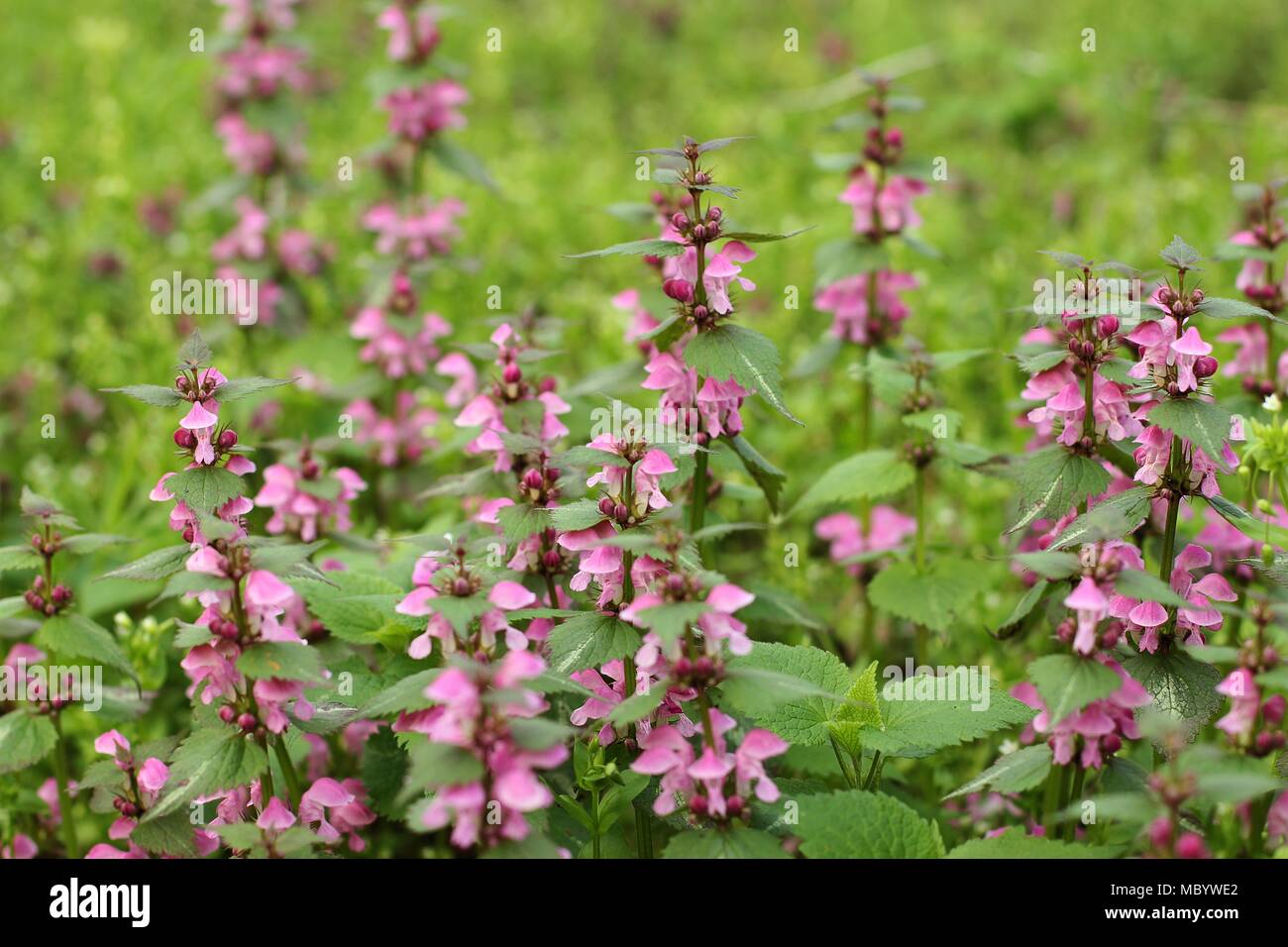 Pink flowers of spotted Lamium maculatum Stock Photo Alamy