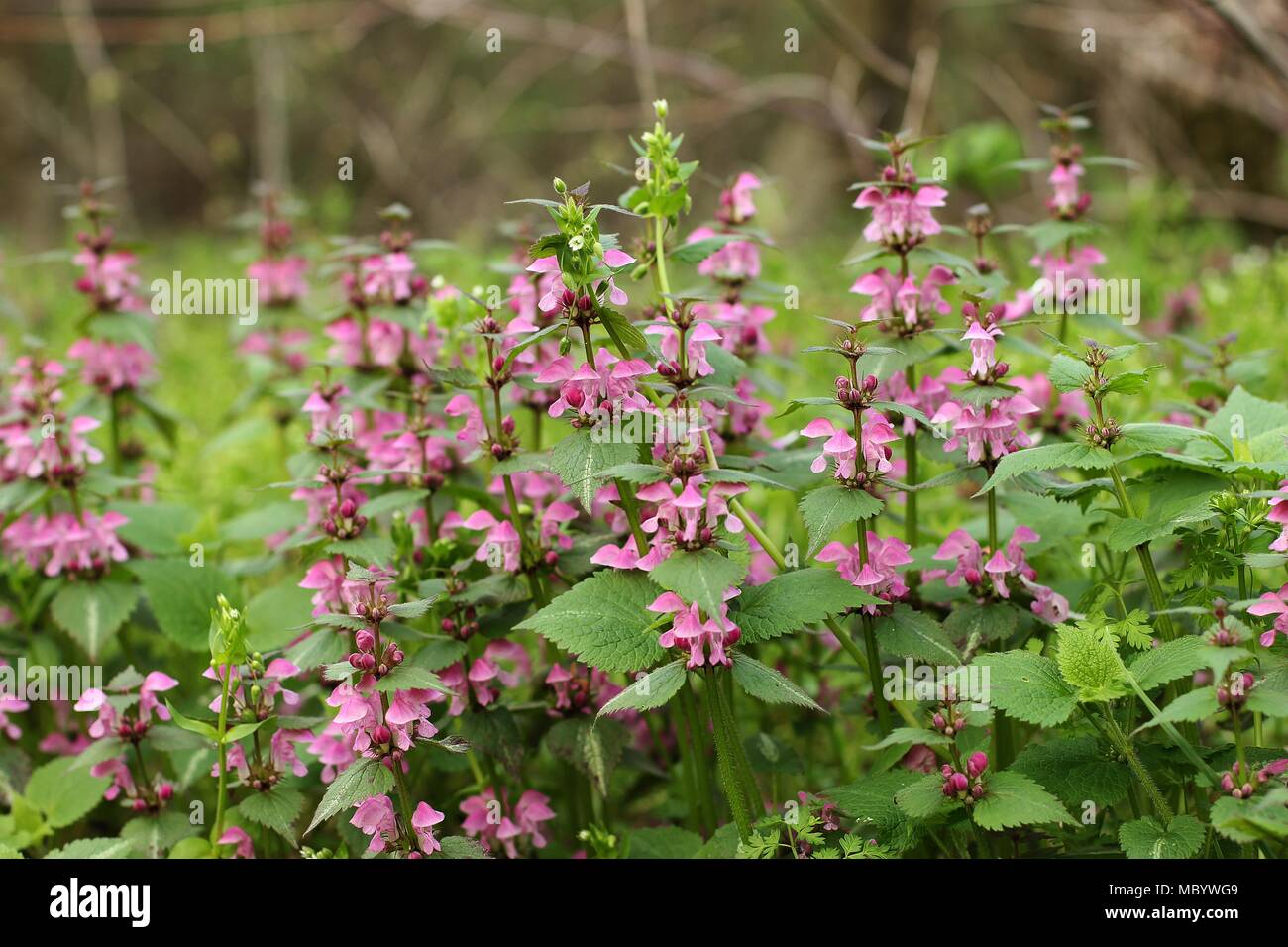 Pink flowers of spotted dead-nettle Lamium maculatum Stock Photo