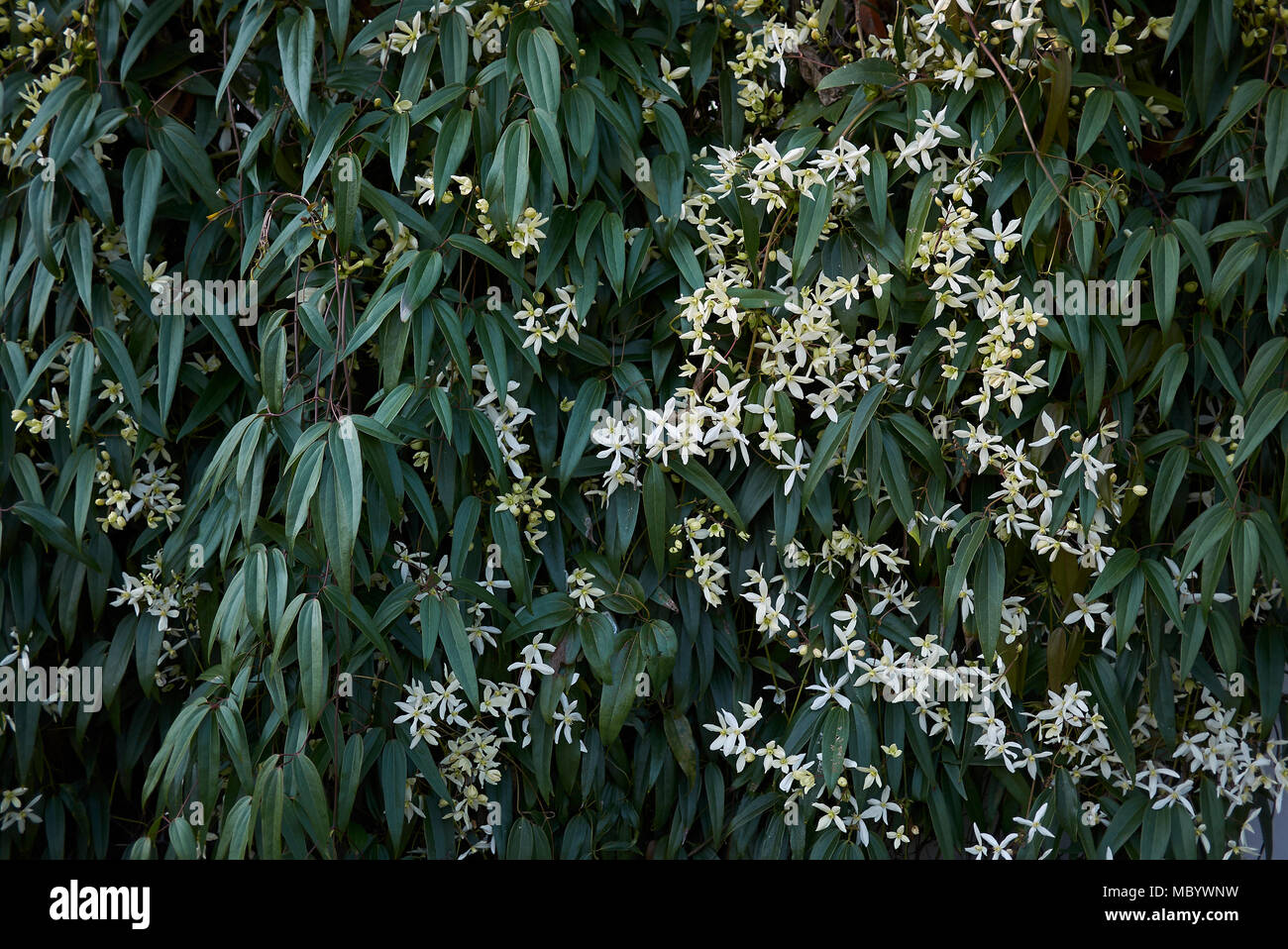 Clematis armandii white inflorescence Stock Photo