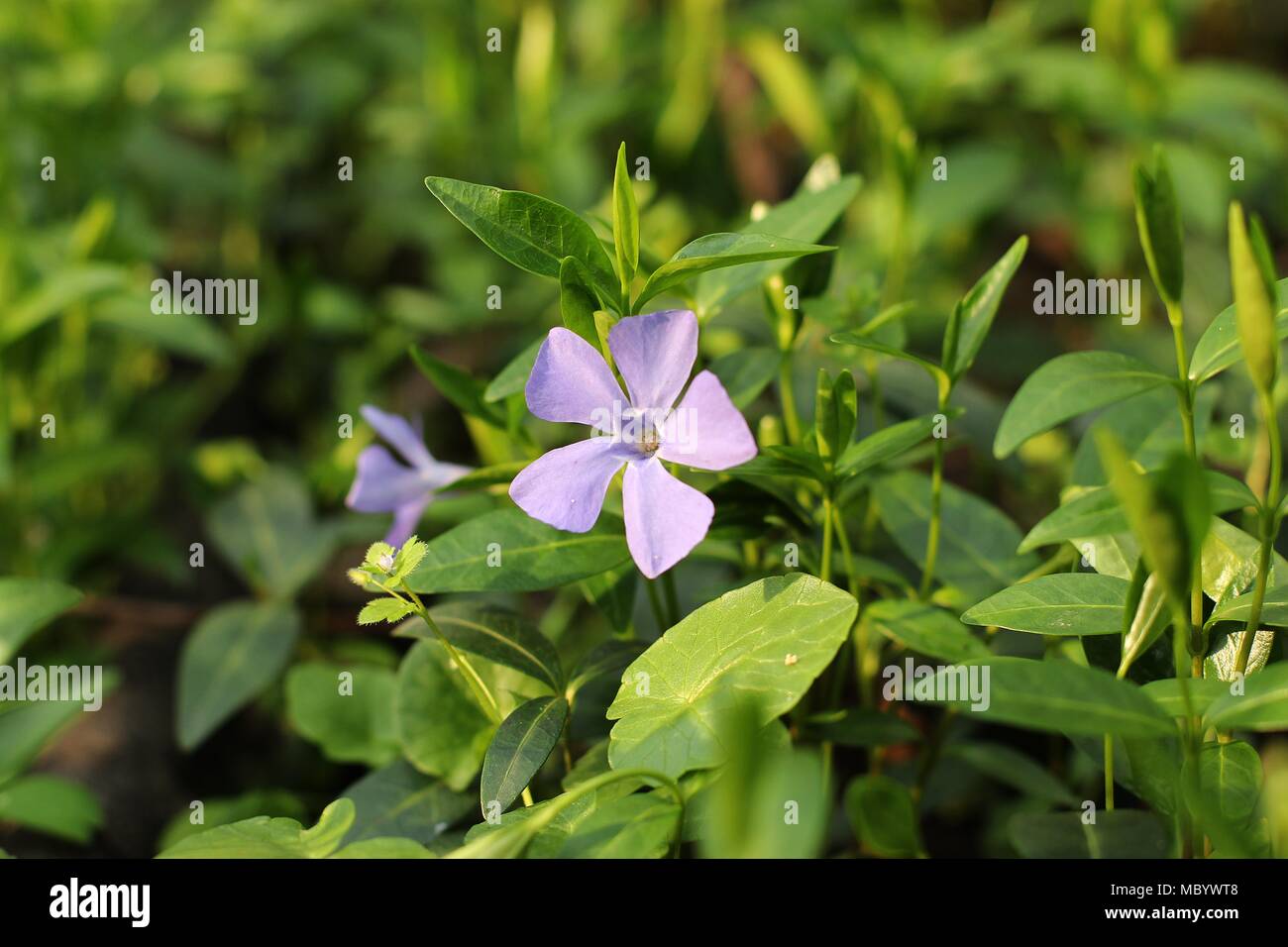 Violet flower of Vinca minor in the forest Stock Photo Alamy