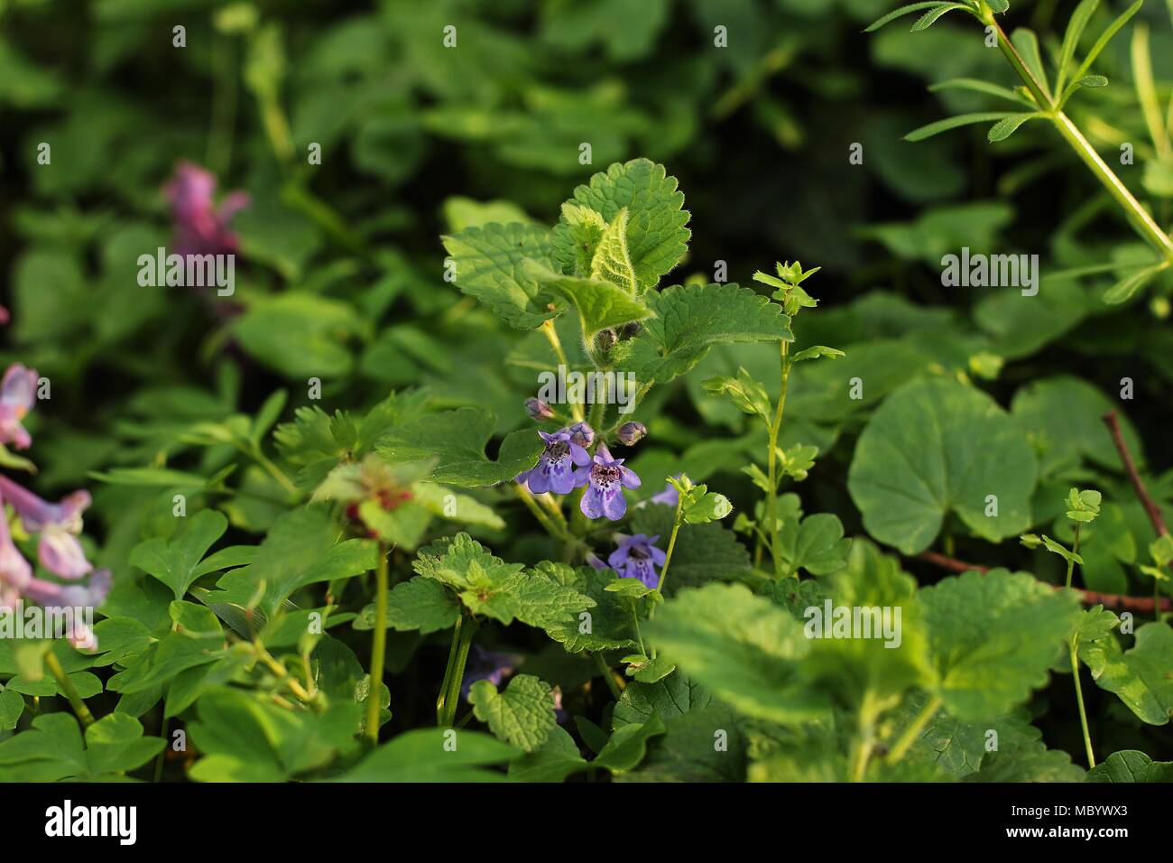 Single plant of Glechoma hirsuta (Lamiaceae family) with violet flowers Stock Photo