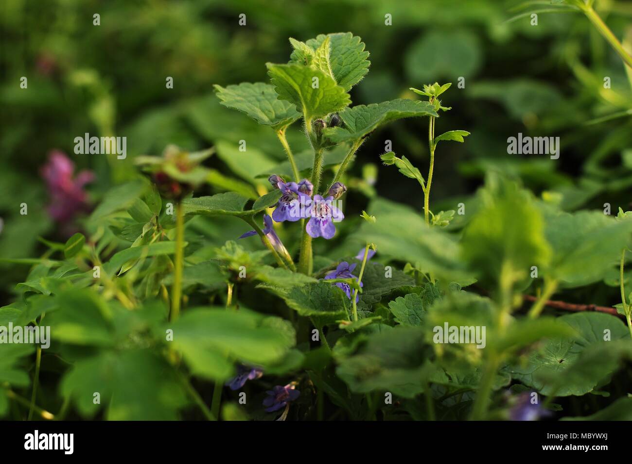 Single plant of Glechoma hirsuta (Lamiaceae family) with violet flowers Stock Photo