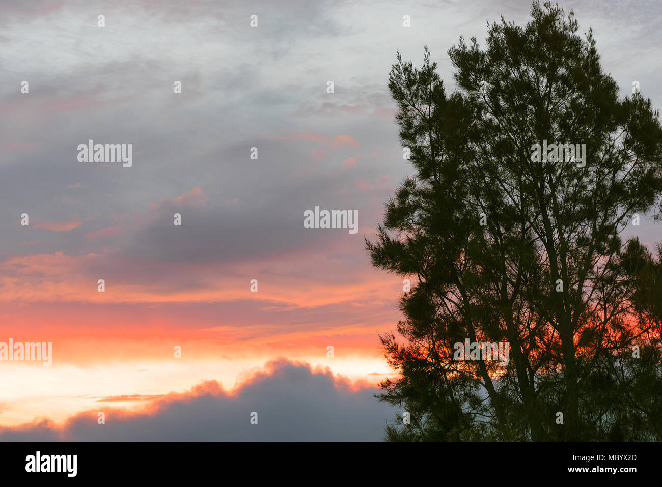 Tree silhouette against a dramatic sunrise sky hi-res stock photography ...