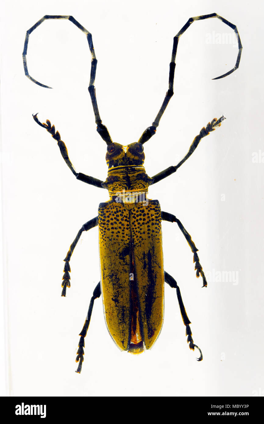 Deep Mountain Longhorn Beetle  in resin Stock Photo