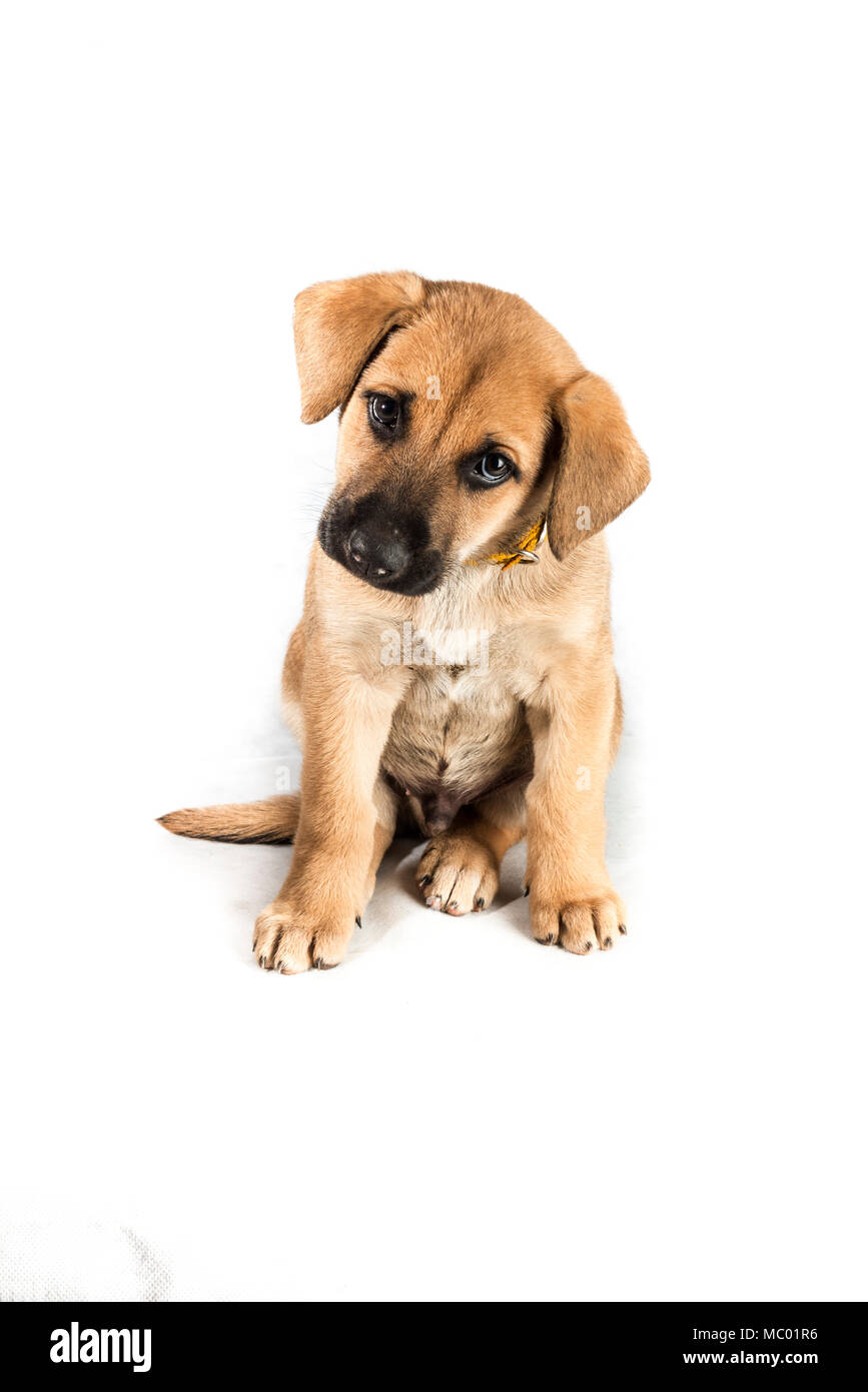 Majestic Siberian Husky – Stunning HD Animal Wallpaper, image size:867x1390