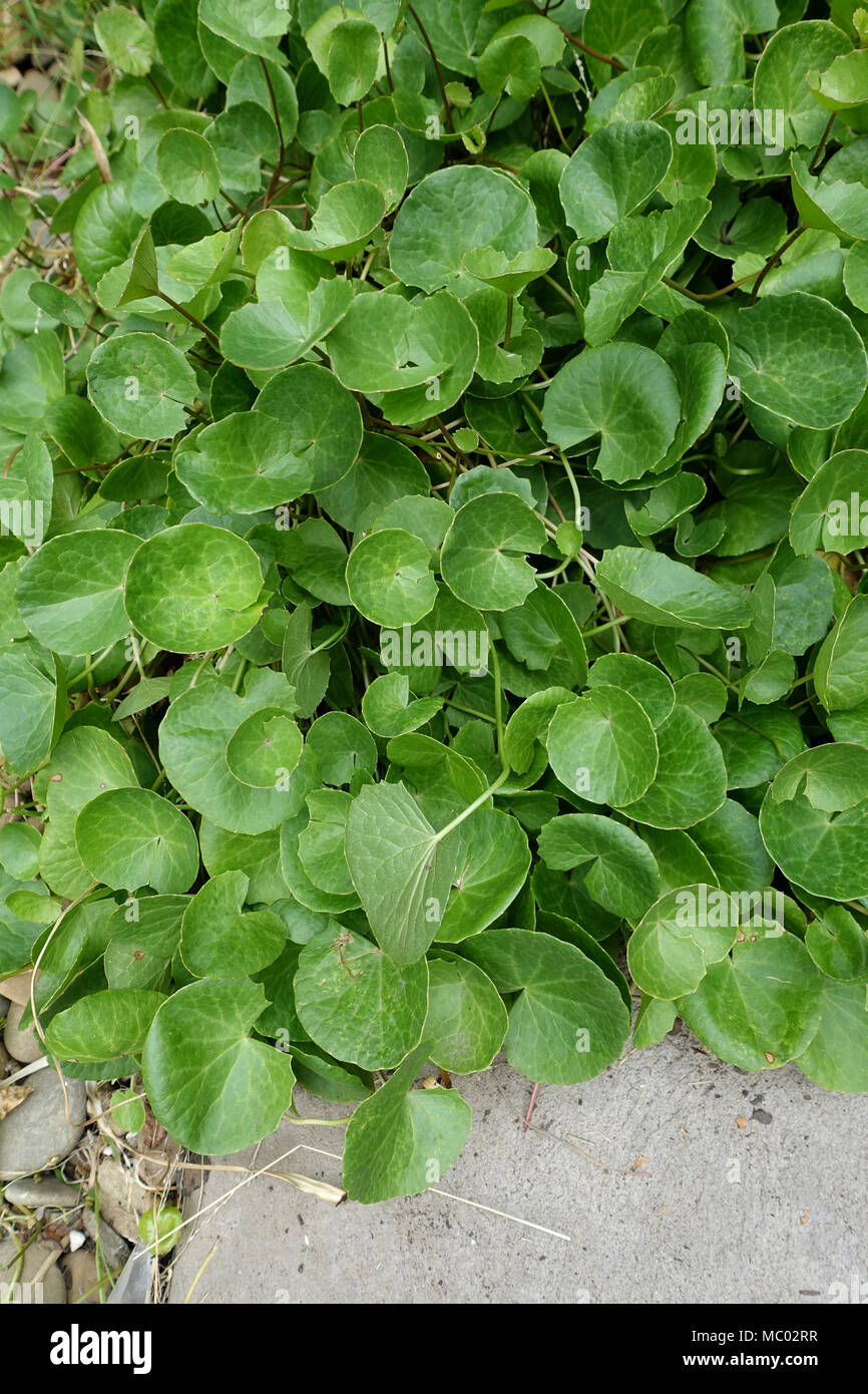 Gotu Kola, Centella asiatica or Pennywort, also known as plant to cure arthritis Stock Photo