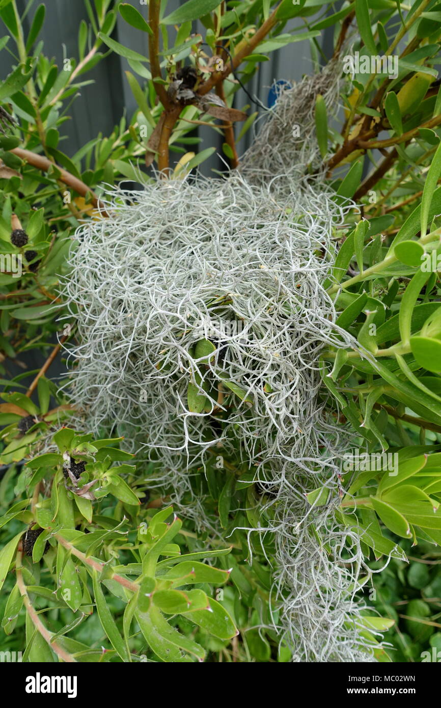 Old Man’s Beard plant, Spanish Moss, Tillandsia usneoides Stock Photo