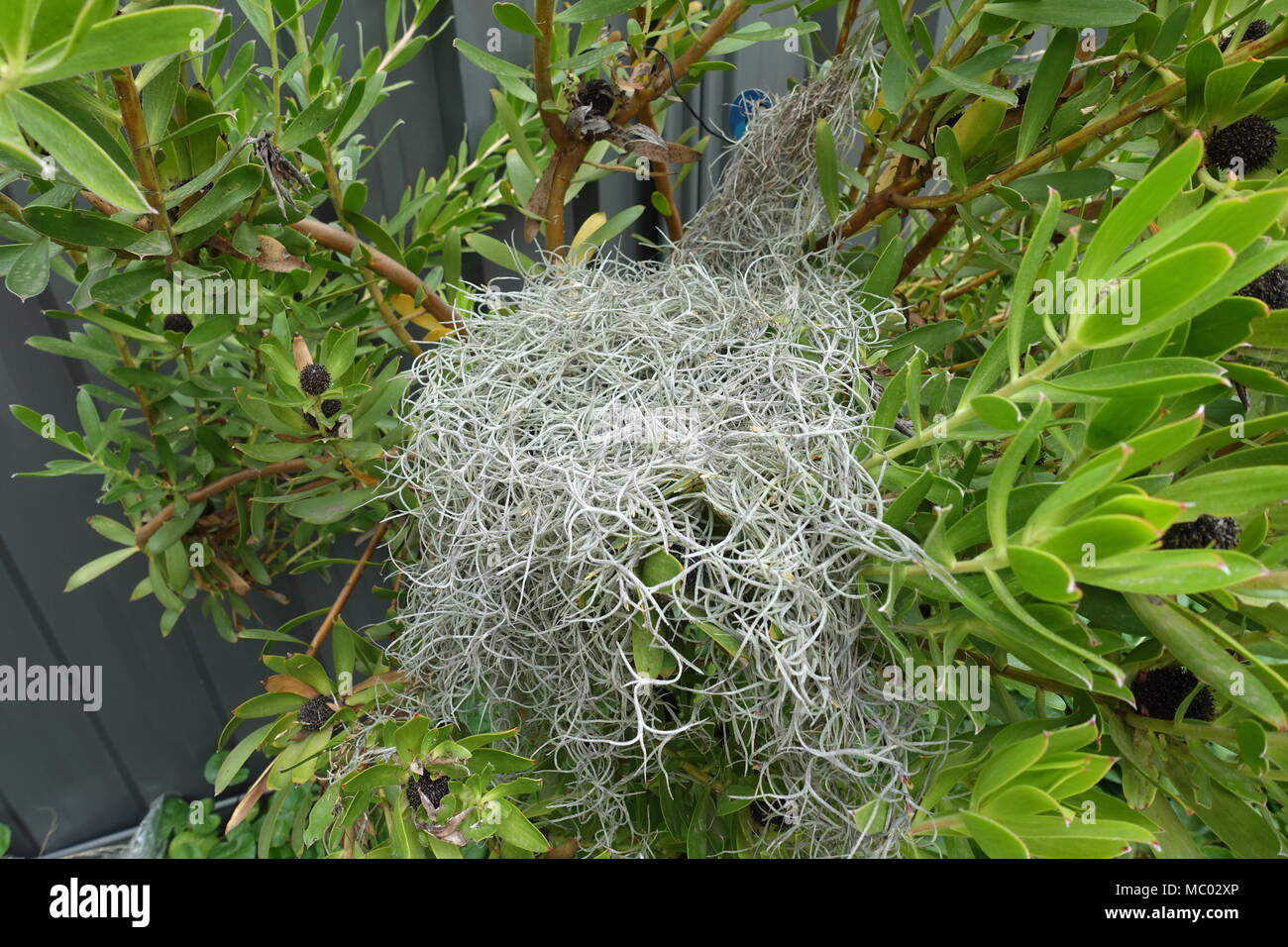 Old Man’s Beard plant, Spanish Moss, Tillandsia usneoides Stock Photo