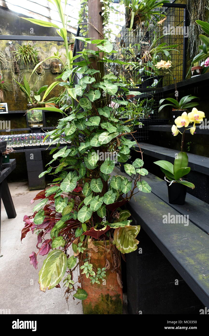 arrowhead plant seedling