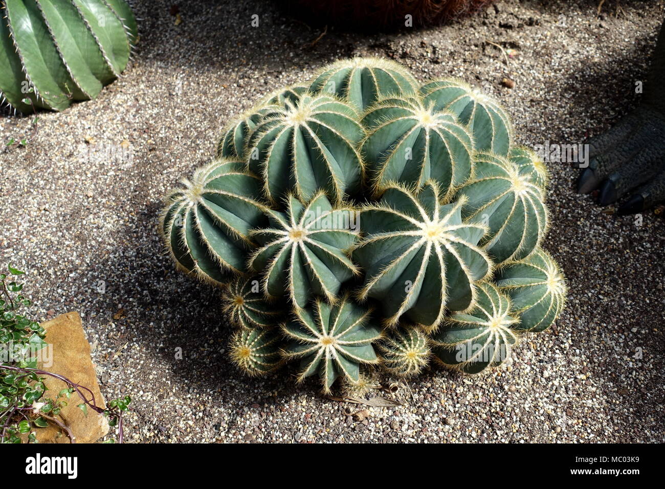 Uebelmannia pectinifera cactus Stock Photo