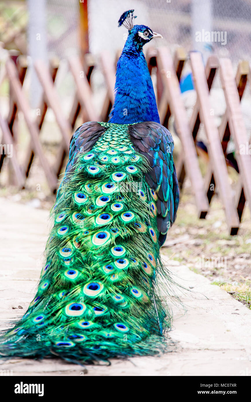 Close up portrait of a male peacock Stock Photo - Alamy