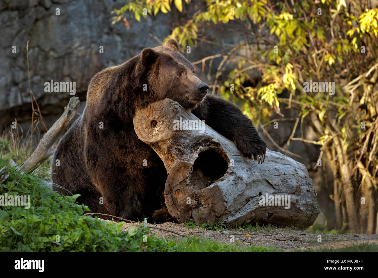 WA15118-00...WASHINGTON - A  very relaxed brown bear viewed along the North Trail Exhibit at Seattle's Woodland Park Zoo. Stock Photo
