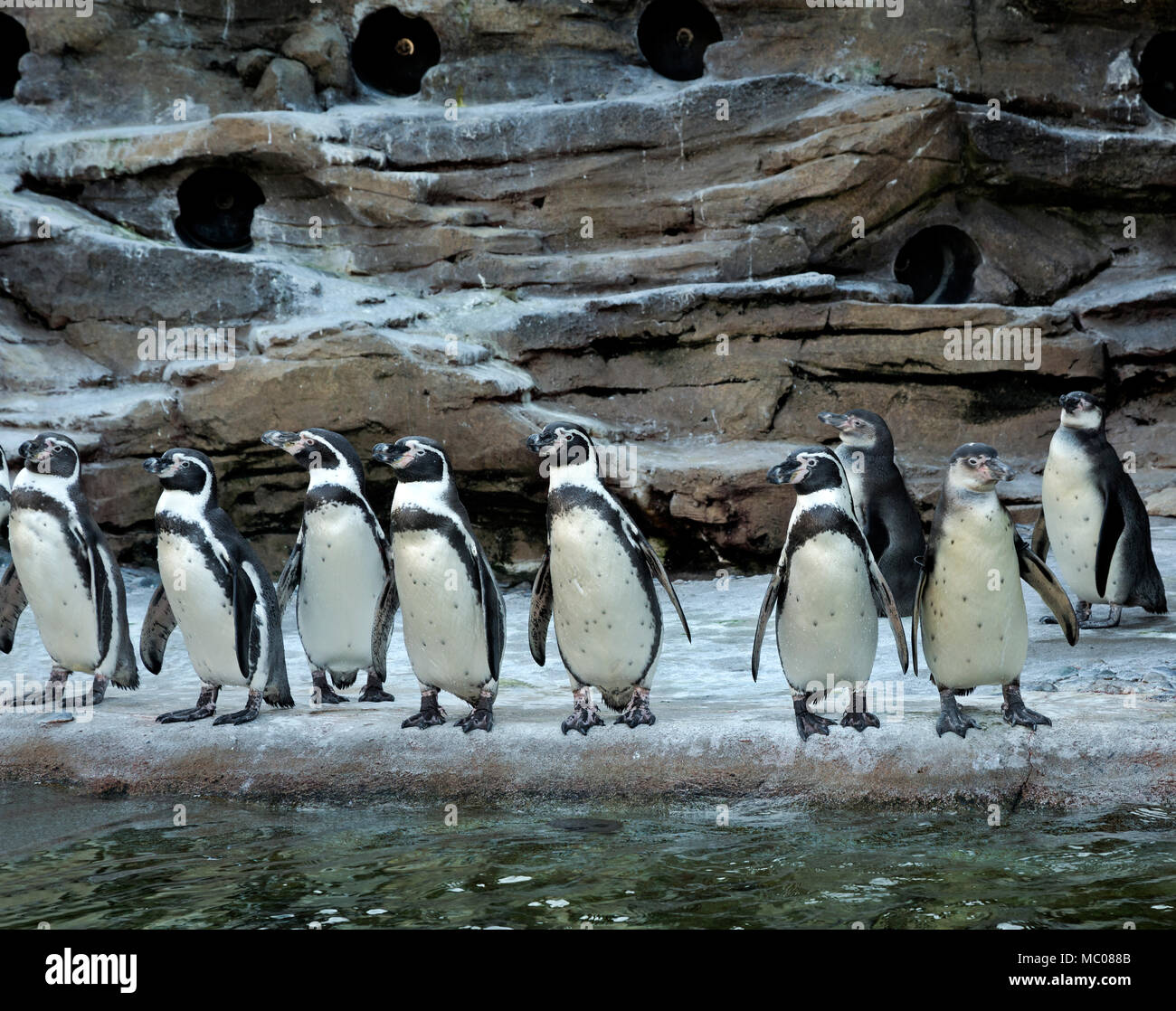 WA15119-00...WASHINGTON - Humboldt penguins lined up and prepared to