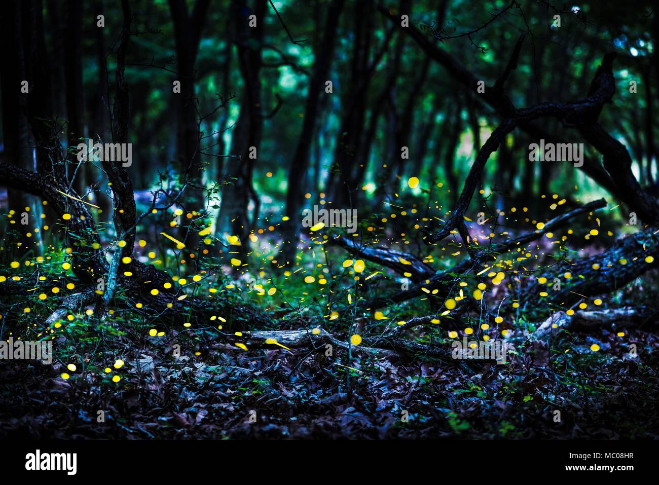 Frireflies flying in the forest at dusk. Stock Photo