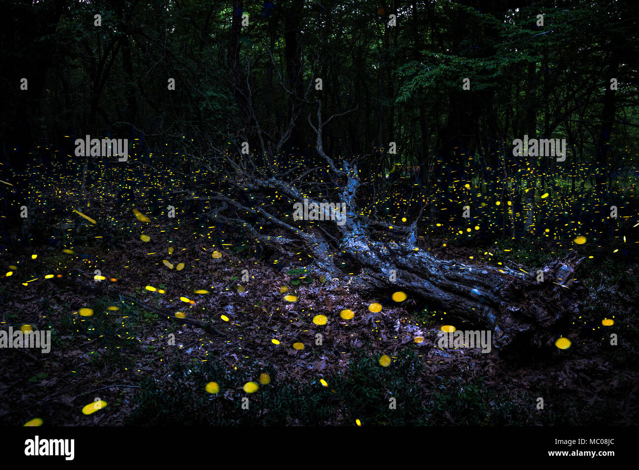 Frireflies flying around a fallen tree in the forest at dusk. Stock Photo