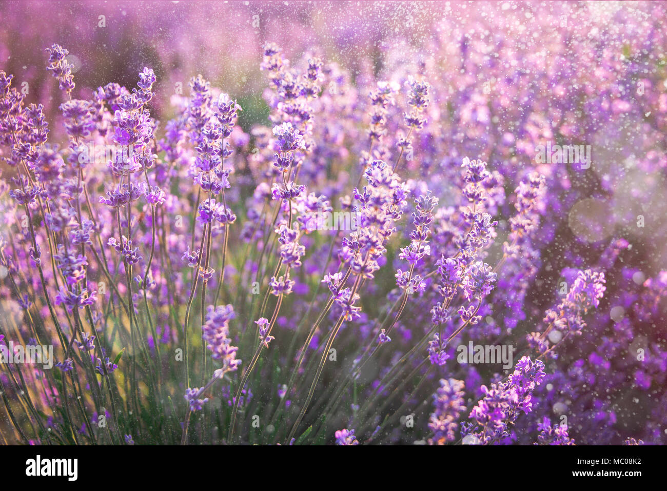 Close up of blooming lavender flowers under the summer sun rays. Lavender background. Stock Photo