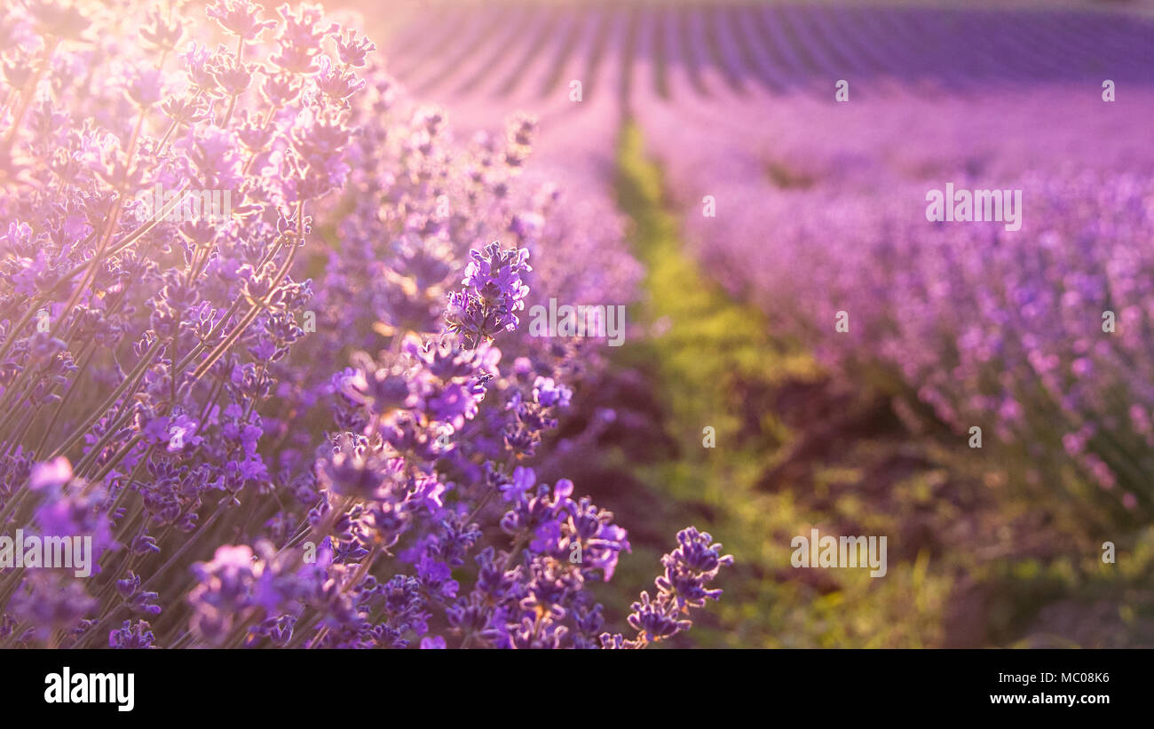 Close up of blooming lavender flowers under the rays of the going down sun. Stock Photo