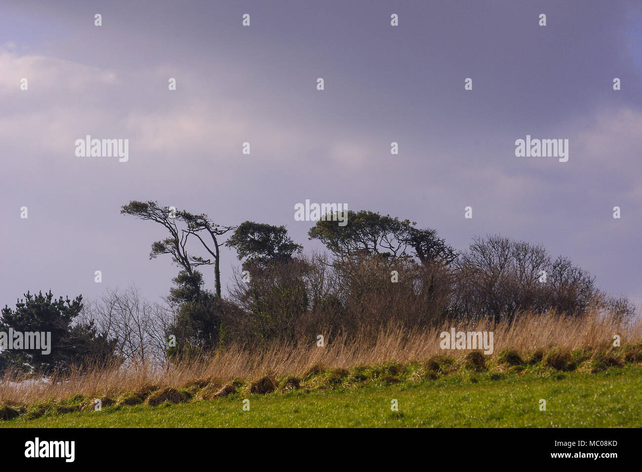 Sweeping line of trees on the crest of a hill, grey overcast skies and long golden grass in foreground Stock Photo