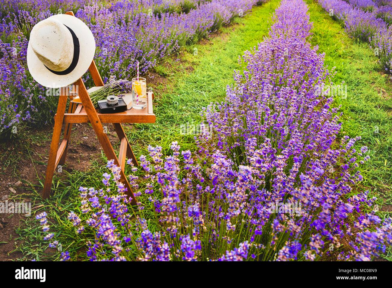 A chair with a hanged over hat, an open book, a retro camera and a bunch of lavender flowers between the blooming lavender rows under the summer sunse Stock Photo