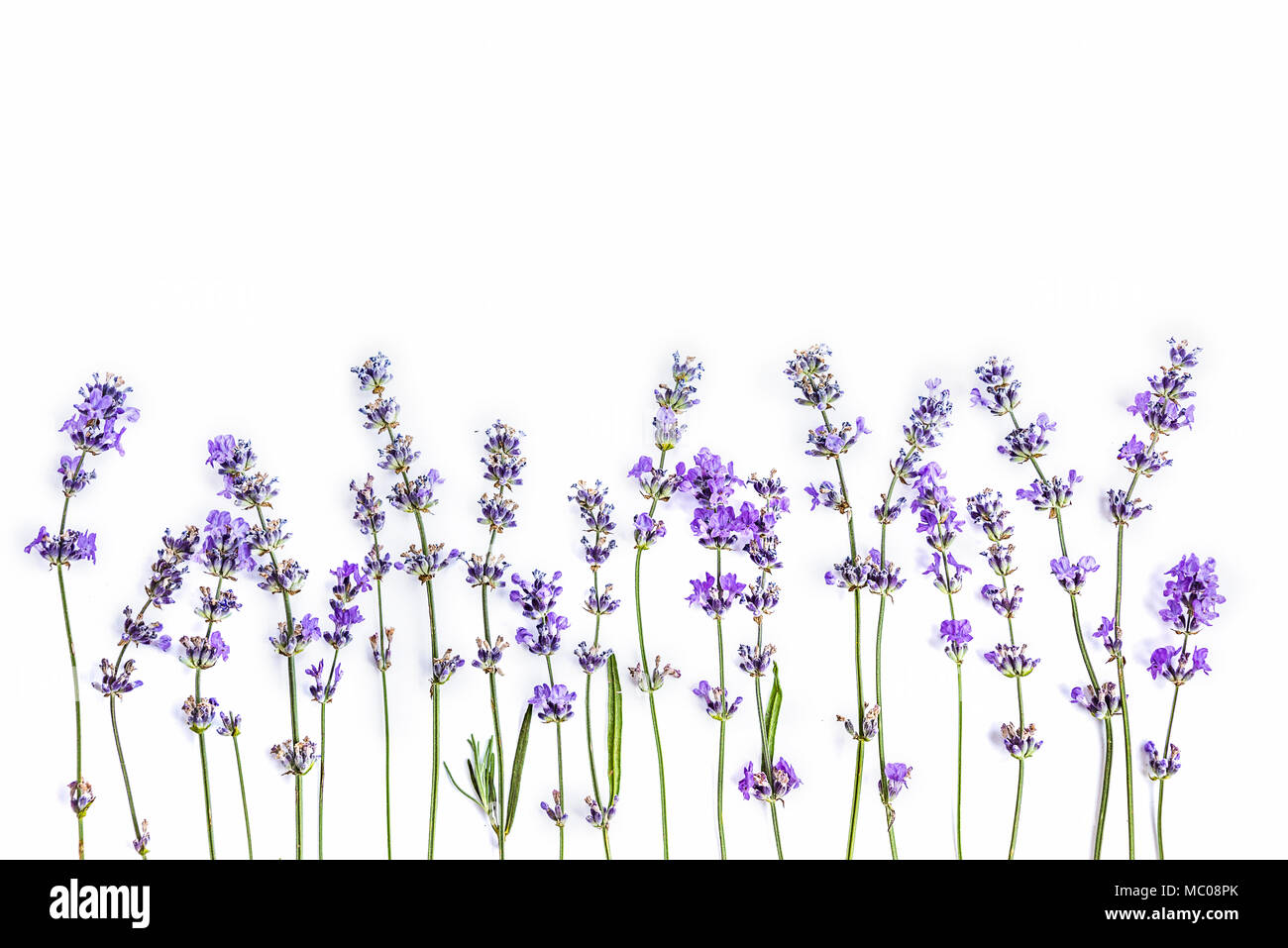 Fresh lavender flowers on a white background. Lavender flowers mock up. Copy space. Stock Photo