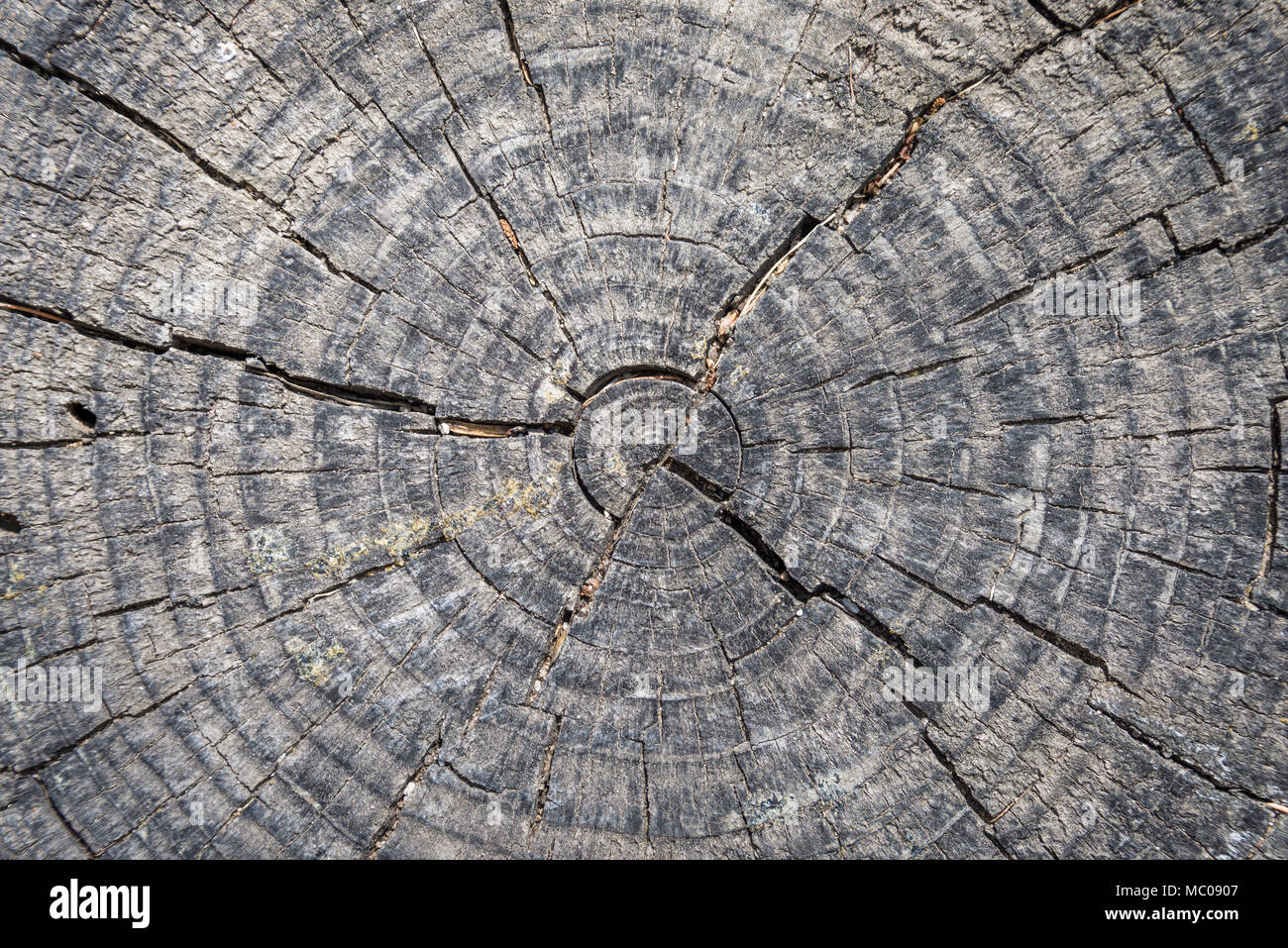 Close up of a tree cut stem. Stock Photo