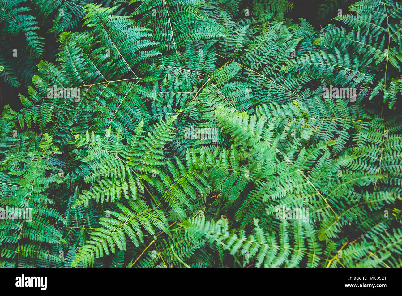 Close up of fresh green fern leaves in the forest. Stock Photo