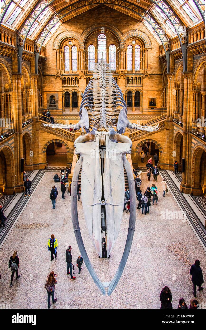 27 November 2017, London, England, National Historic Museum. Front view of a whale skeleton, part of the Whales Exhibition in The National Historic Mu Stock Photo